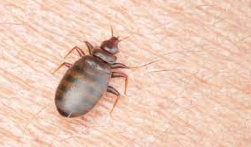 Three Cities In North Carolina Are Among The Most Heavily Infested With Bed Bugs