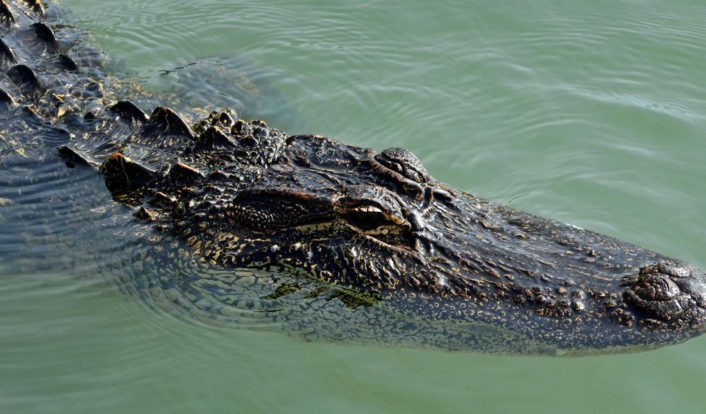 Unbelievable but True Alligators Spotted in Michigan! You Betcha, Say Bewildered Locals