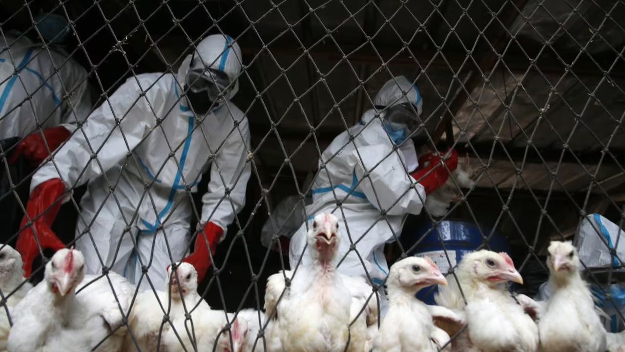 How Did Bird Flu in Livestock Infect a Missouri Resident?